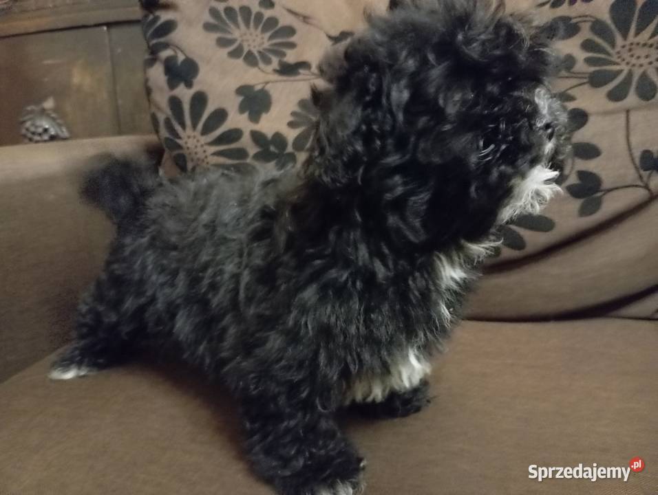 Russkaya Tssvetnaya Bolonka piesek o imieniu Shih Tzu wielkopolskie