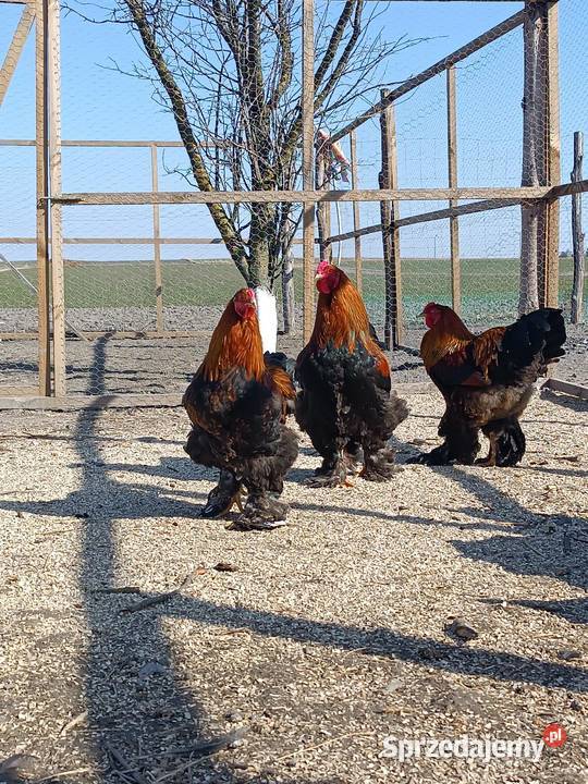 Koguty Brahma sprzedam zamienię Natalin sprzedam