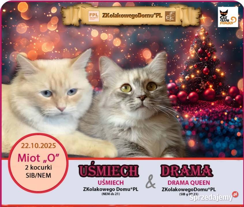 Koty Syberyjskie Neva Masquerade OLO Kwilcz sprzedam
