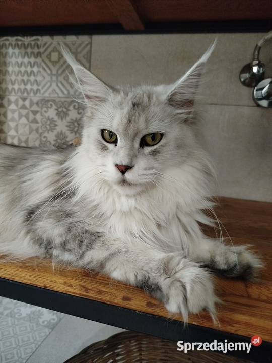 Jaskier kocur Maine Coon Szembruk