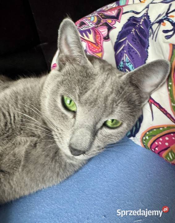 Koty rosyjskie niebieskie Rosyjski wielkopolskie Gniezno sprzedam