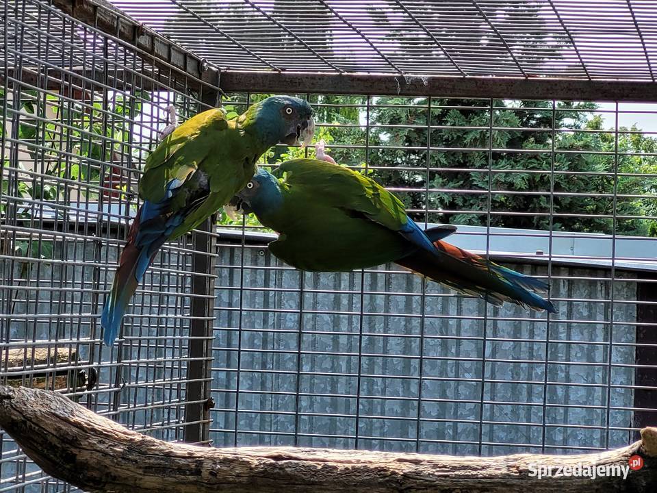 Ara Ary koloni Coloni Para 2014r Ptaki wielkopolskie Niepruszewo sprzedam