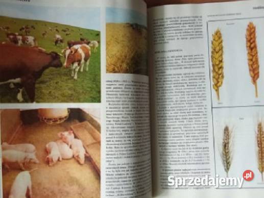 Polska moja ojczyzna Encyklopedia dzieci 1979 Łódź sprzedam