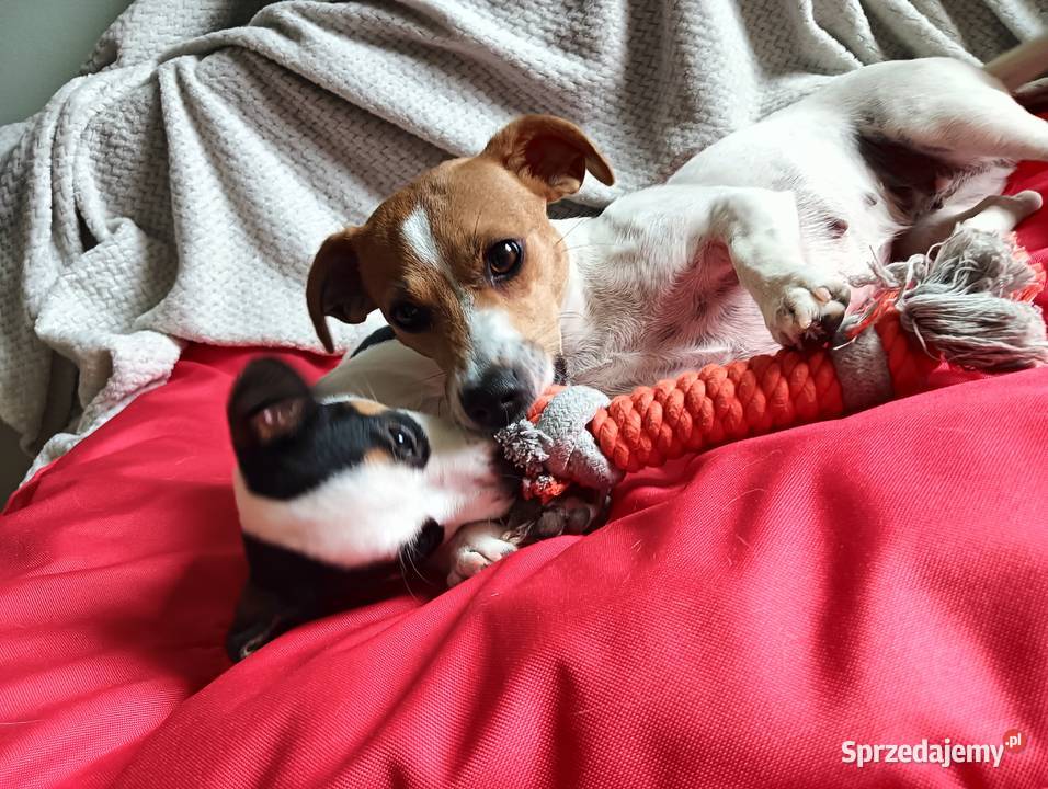 Jack russell terrier ostatnia sunia Jack Russell Terrier śląskie Częstochowa sprzedam