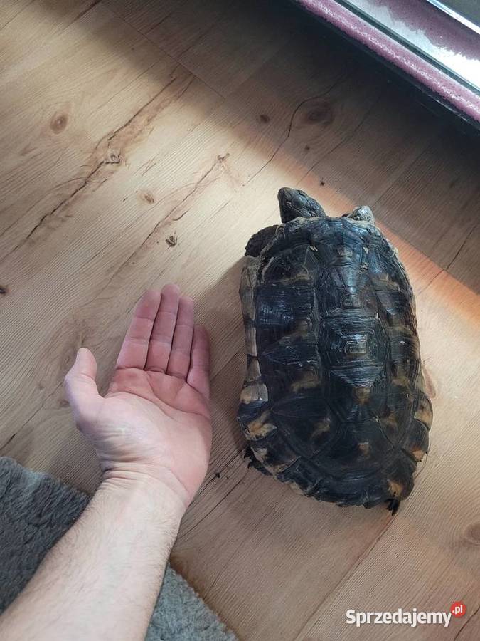 Żółw Obrzeżony samiec Oborniki