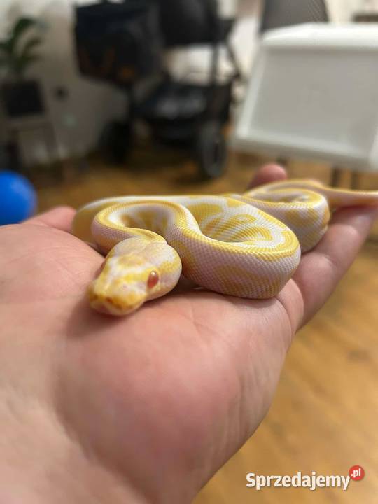 Pyton królewski Poznań sprzedam