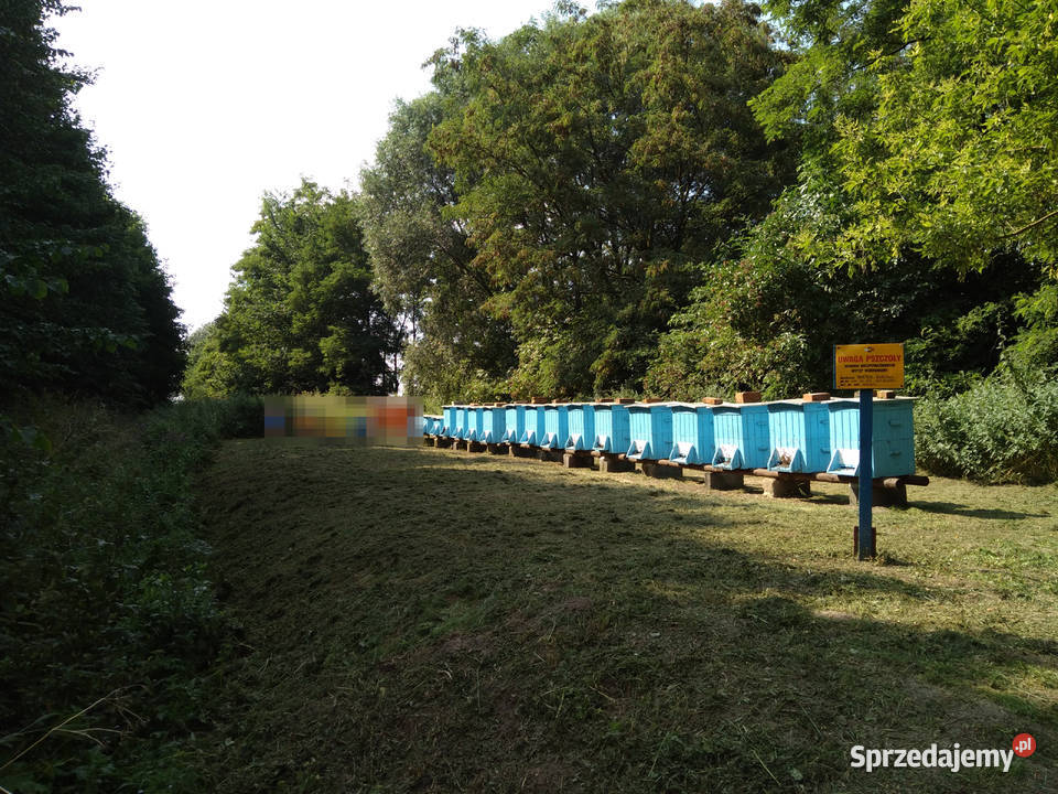 Ule Wielkopolskie drewniane 16 sztuk Rolnictwo Sieradz