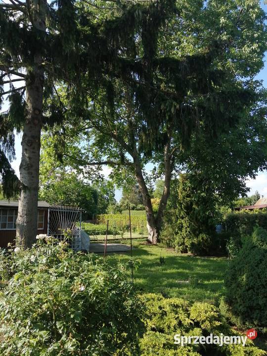 Działka Wisłą w Chełmnie rekreacyjna