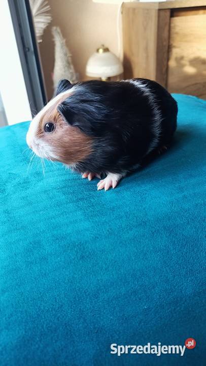 Świnki morskie młode 35 tygodniowe Gryzonie Warszawa