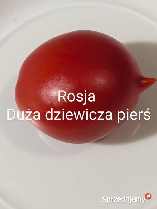 Warzywa Dynia bezłupinowa Cukinia zimowa nasiona