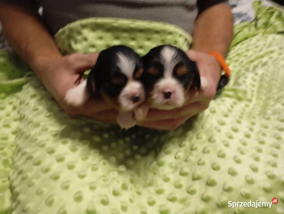 Cavalier King Charles Spaniel FCI Będzin