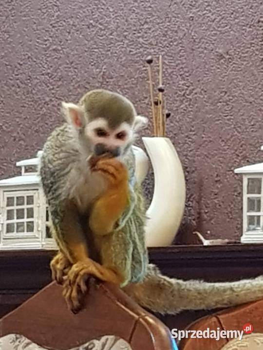 Sprzedam małpkę Sajmiri Pozostałe opolskie Opole