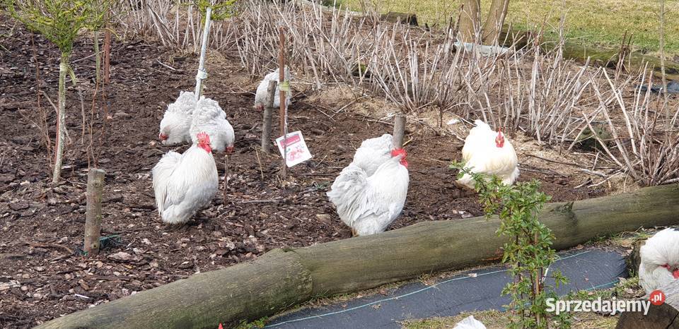 Kochiny Miniaturowe Lawendowe lubuskie Pszczew sprzedam