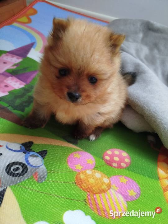 szpic miniaturowy suczka do rezerwacji Szpic miniaturowy Skalbmierz sprzedam