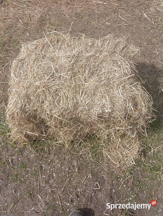 siano w kostkach wielkopolskie Krotoszyn