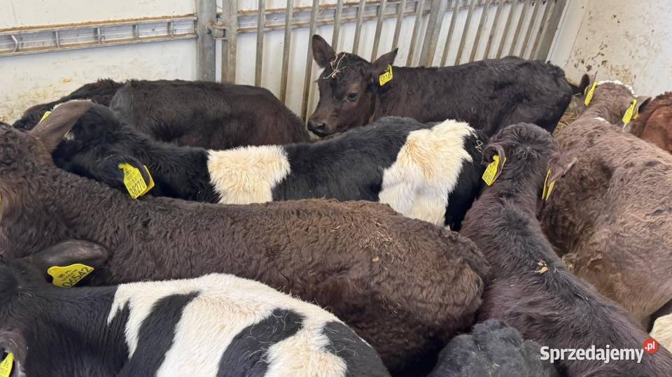 Sprzedam cielaki mięsne I mieszańce POLSKI TOWAR