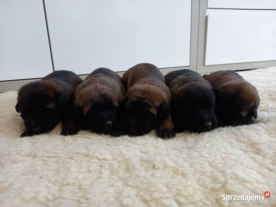 Rezerwacja pieska owczarka belgijskiego Malinois Owczarek Wójtostwo