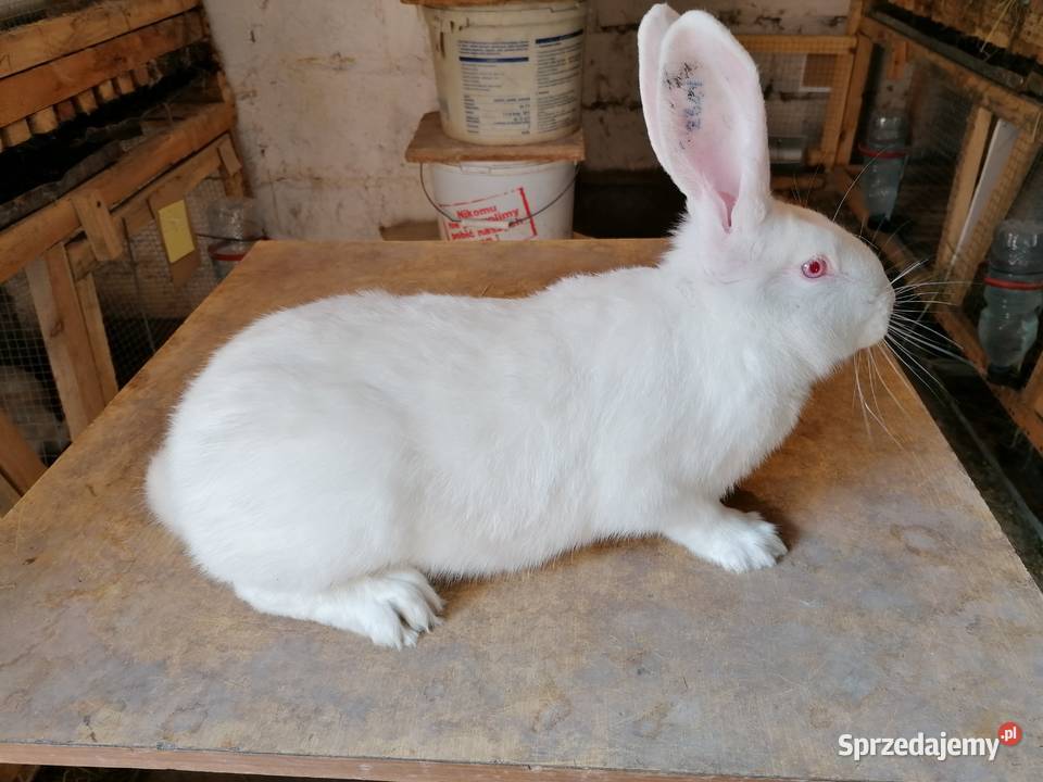 Termondzki bialy śląskie Tarnowskie Góry