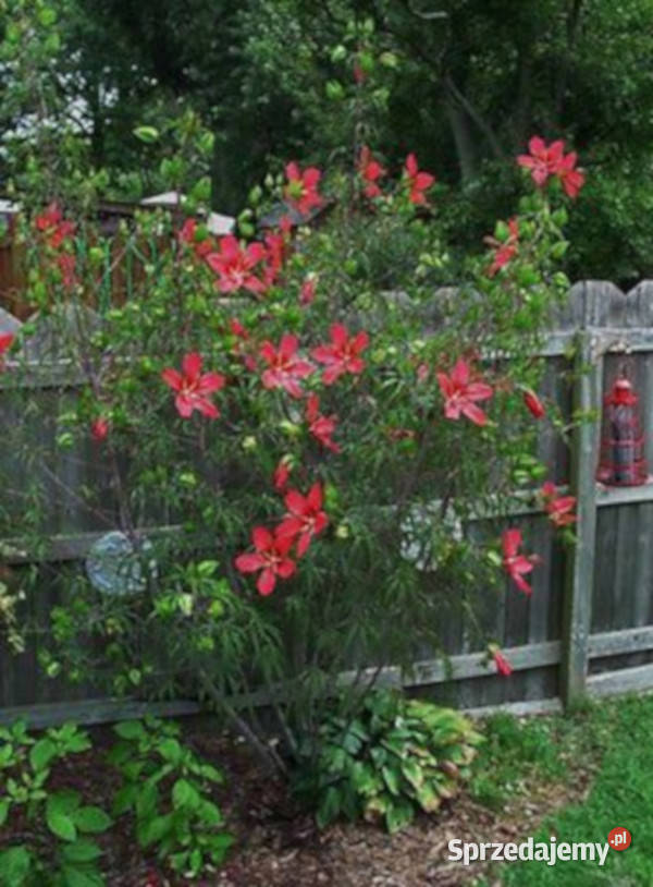 KETMIA BYLINOWA Coccineus KRWISTA sadzonki w