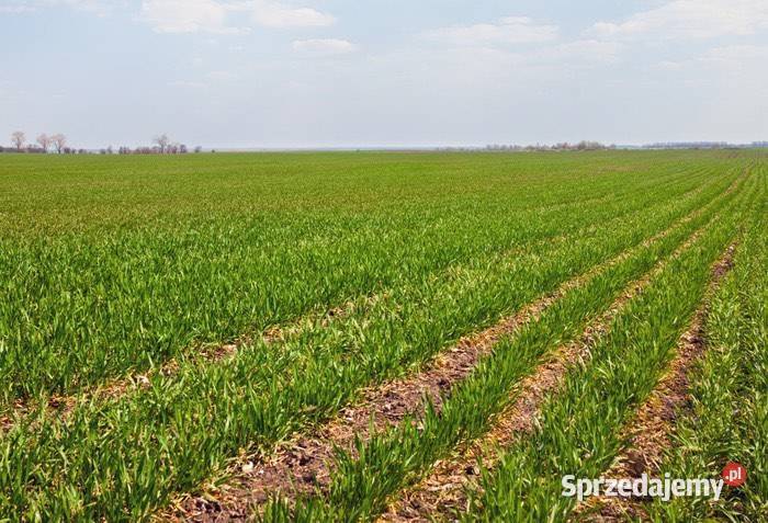 Przyjmę grunty rolne w dzierżawę