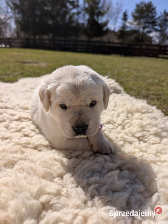 Labrador retriever Chmielno