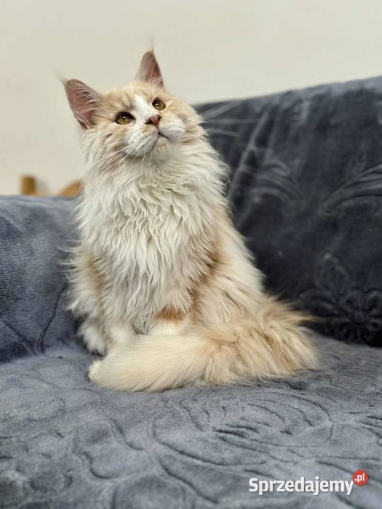 Maine Coon Kocur WCF 5 pokoleniowy rodowód Koty