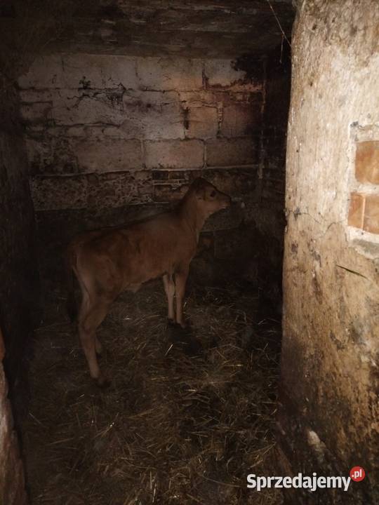 Cieliśa Jersey Różanka