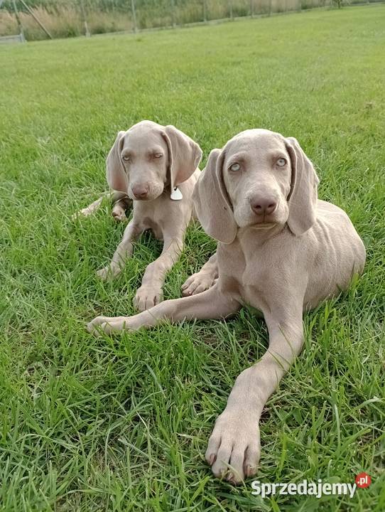 Szczeniaki wyżeł weimarski Michałówek