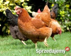 Młode kury nioski Wężyska