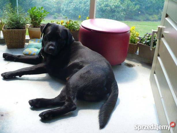 Krycie czarny labrador szuka suczki Łódź