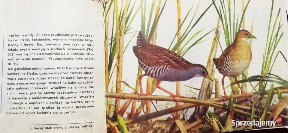 Ptaki chronione w Polsce miękka