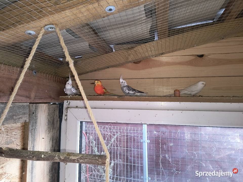 Faliste wielkopolskie Siedleczko