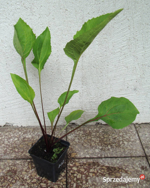 JEŻÓWKA Rubinstern Ruby Star sadzonki w Rośliny Ustronie