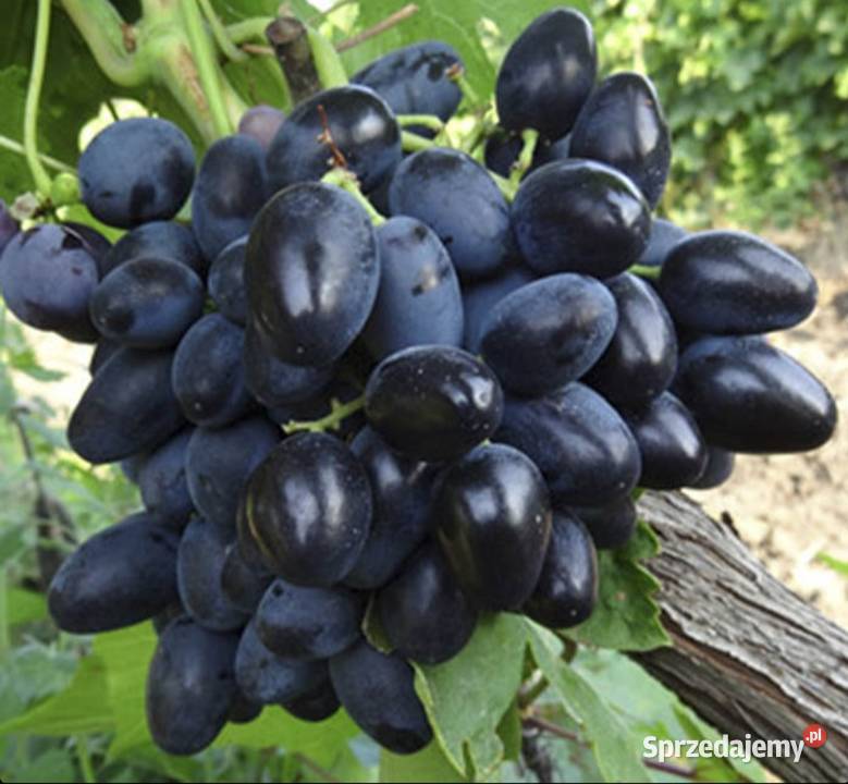 Winogron Sadzonki bezpestkowych winorośli lubelskie Świdnik