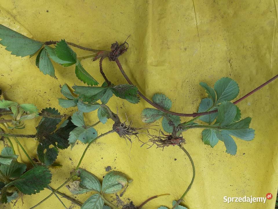Małe sadzonki kolanka truskawek honeoye Puławy