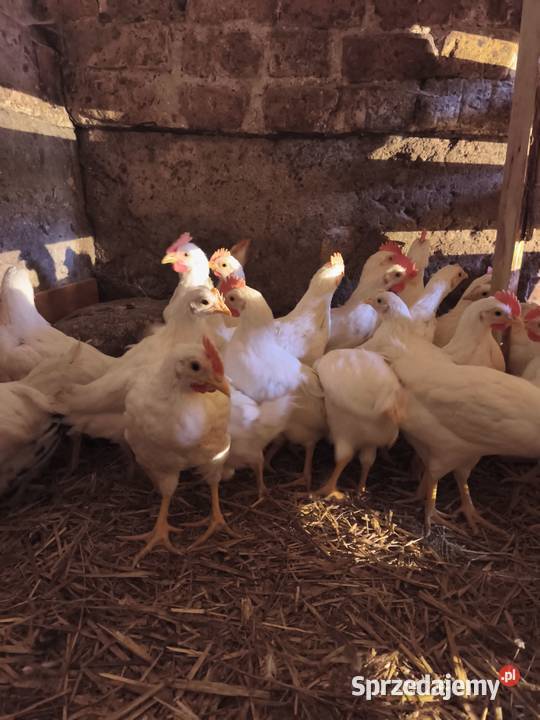 Młode koguty Leghorn