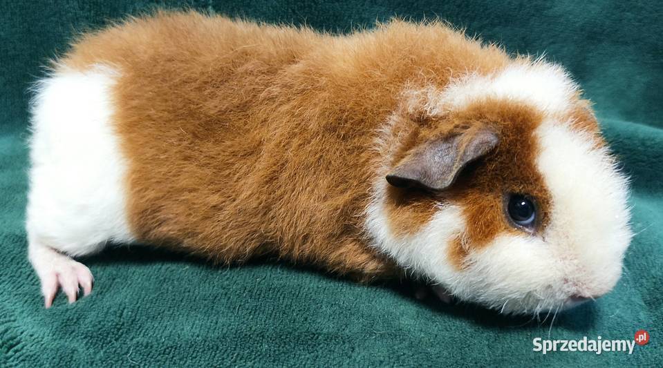 Świnka morska US Teddy z hodowli Sweet Teddy Gryzonie śląskie Dąbrowa Górnicza