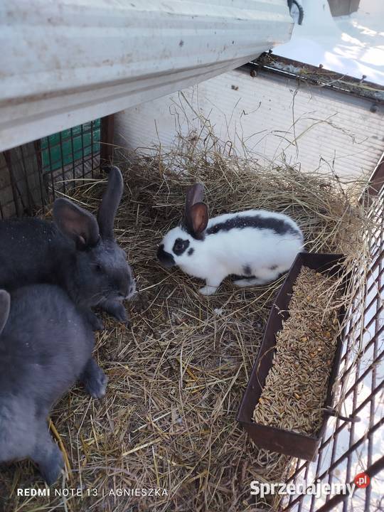 Olbrzym srokacz niebieski samce Dylągowa sprzedam