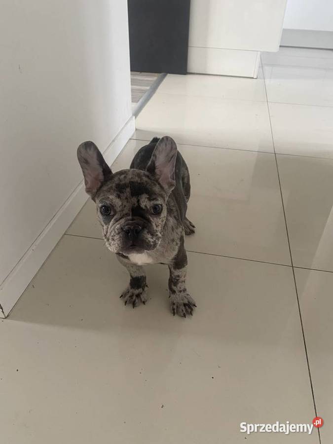 Piękny buldog francuski Merle Wyszogród sprzedam