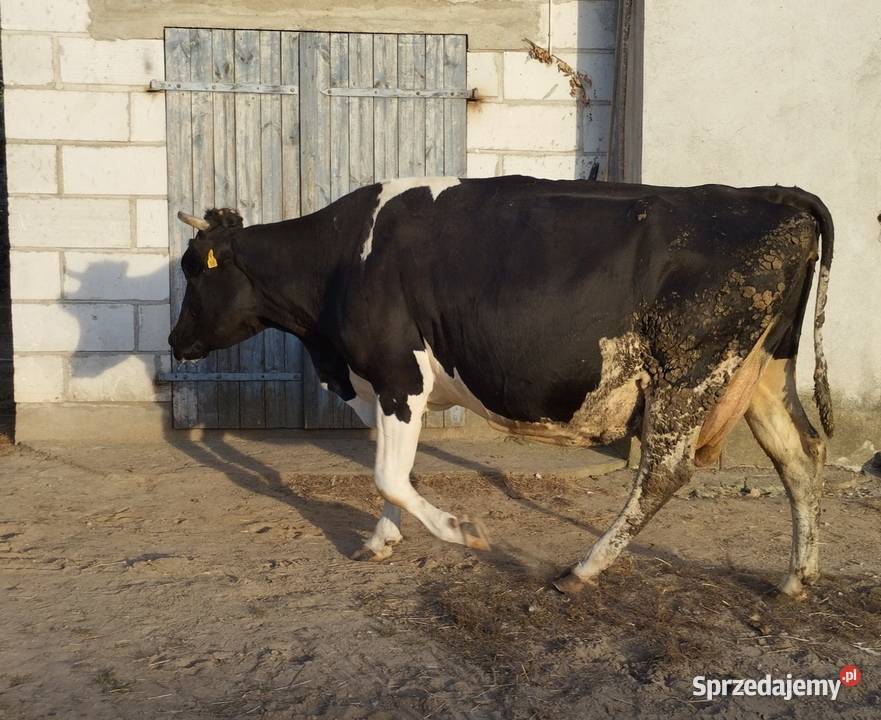 Sprzedam krowy cielne