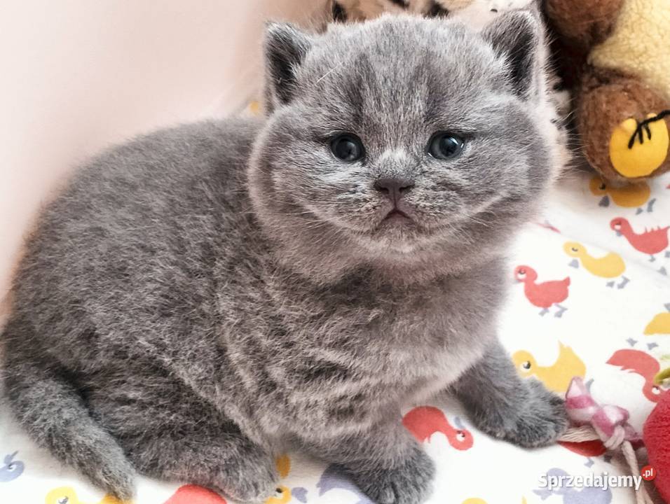 Uroczy kocurek Archie Rodowód Międzynarodowy Łódź