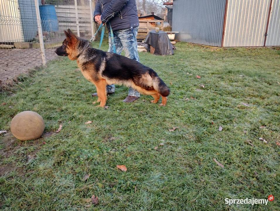 Owczarki niemieckie śląskie