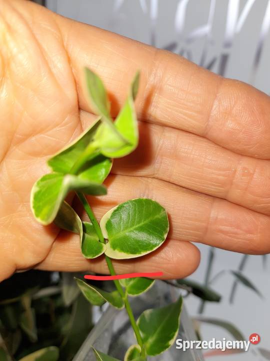 Hoya cummingiana albomarginata hoja Warszawa