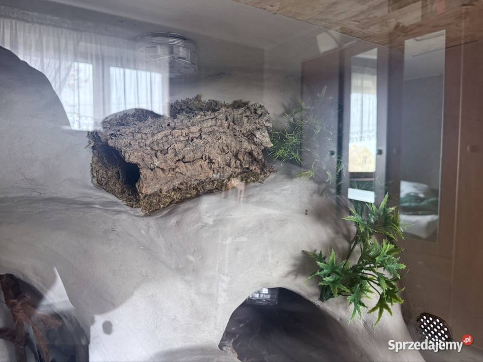 Sprzedam terarium gekona lamparckoego Kołodziejewo sprzedam