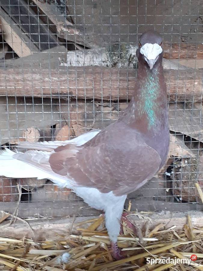 Golebie rzeszowskie Osięciny