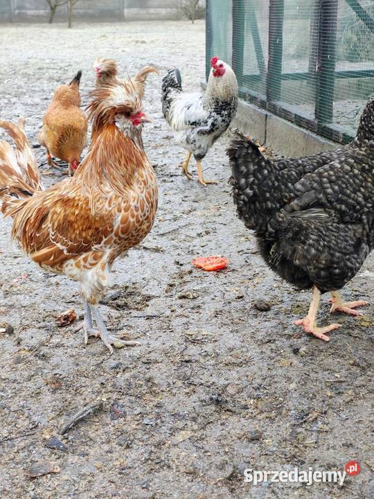 Czubatka wielbłądzia Zduńska Wola