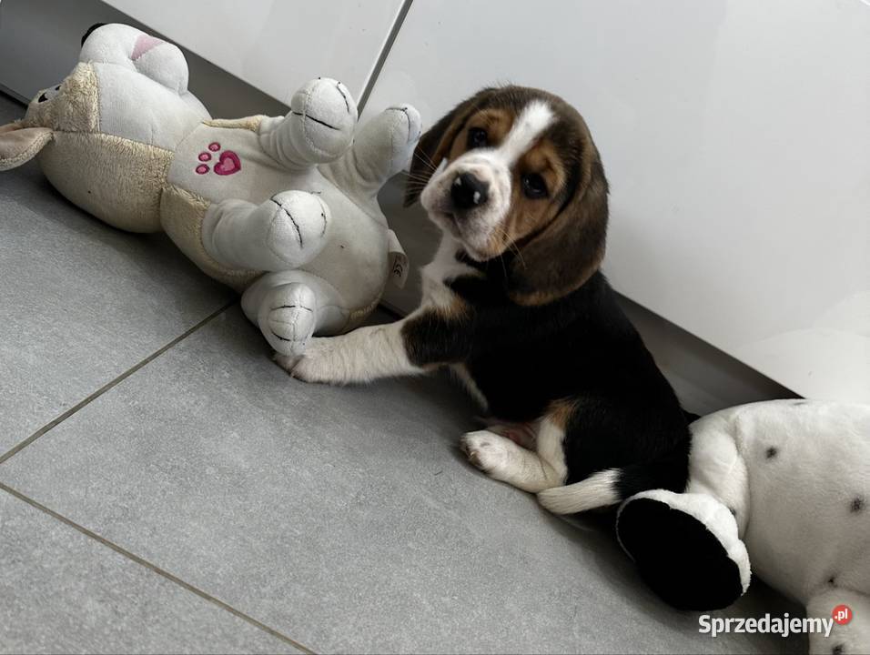 Beagle szczeniak Jedlińsk sprzedam
