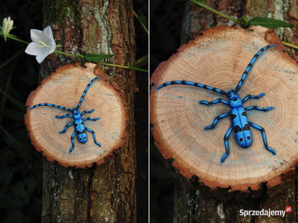 Nadobnica alpejska chrząszcz 3D obrazek na wielokolorowy Obrazki i obrazy