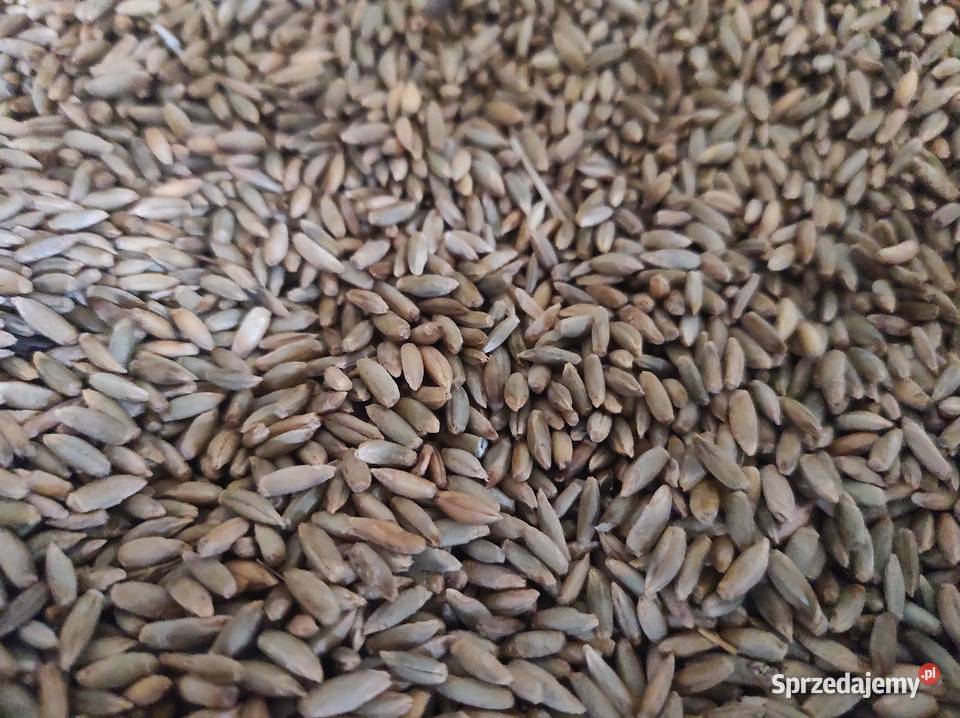 Sprzedam żyto Międzyrzec Podlaski