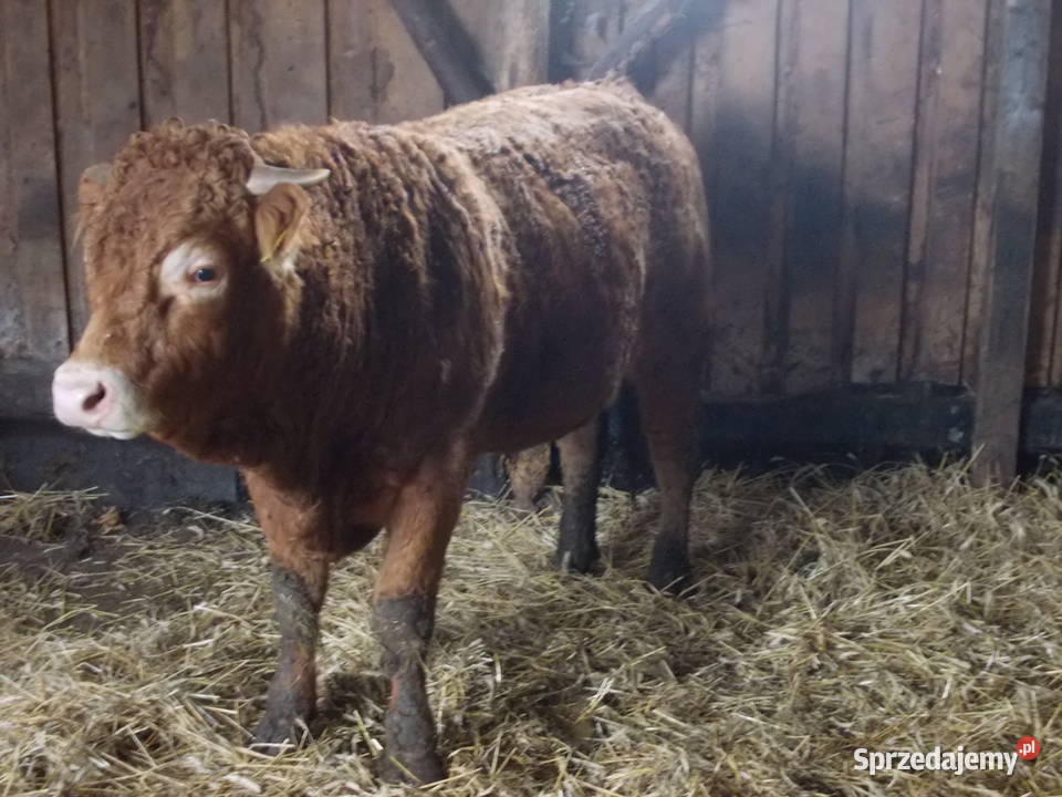 Byki 100 limousine Gołdap